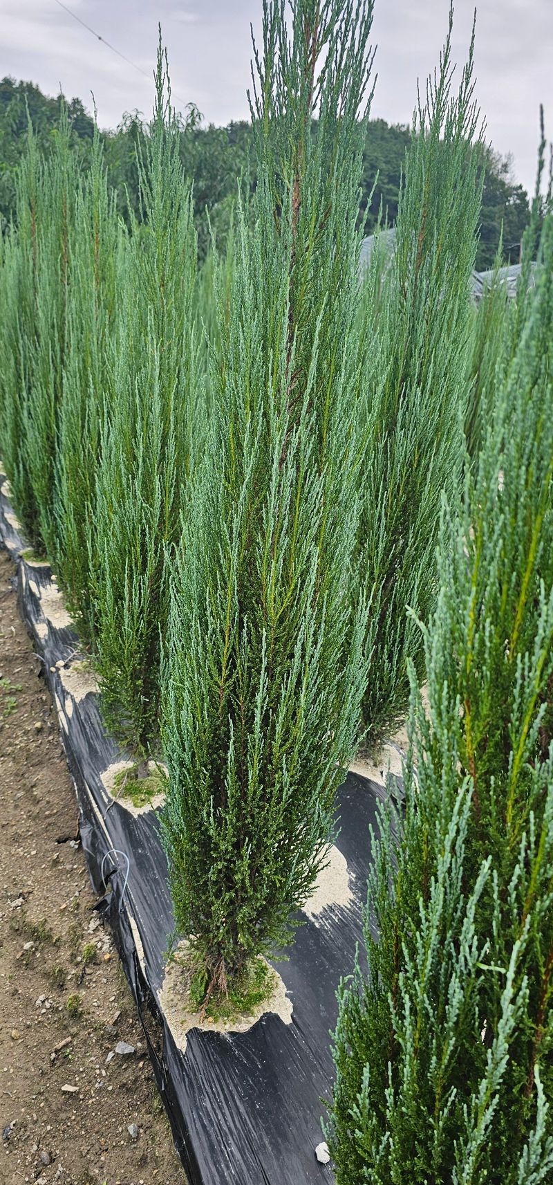 뿌리묘목농원님의 장터 판매 상품 [침엽수블루애로우1.5전후] 첨부 사진