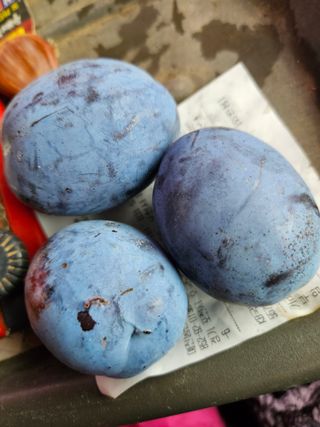 배추8281님의 자유주제 · 자유게시판 작성글 사진