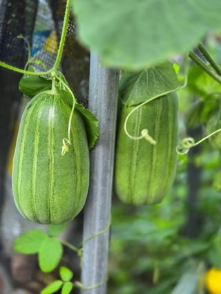 다육사랑 루루사랑님의 자유주제 · 자유게시판 작성글 사진