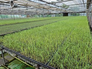 청운농원육묘장님의 자유주제 · 자유게시판 작성글 사진