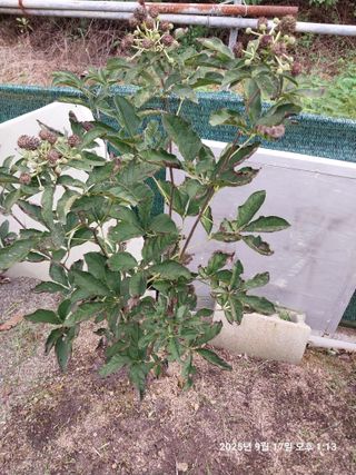 성주 농업인님의 자유주제 · 자유게시판 작성글 사진