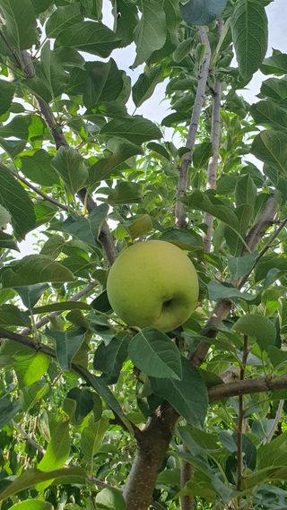 김태정님의 농사, 무엇이든 물어보세요! · 참여글 작성글 사진
