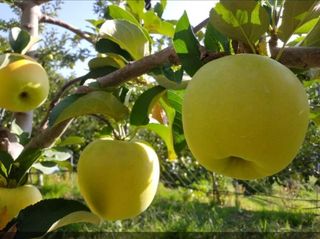 숲등농장 달밭사과님의 작성글 사진