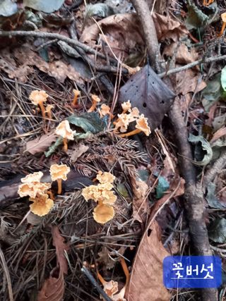 연향님의 자유주제 · 자유게시판 작성글 사진