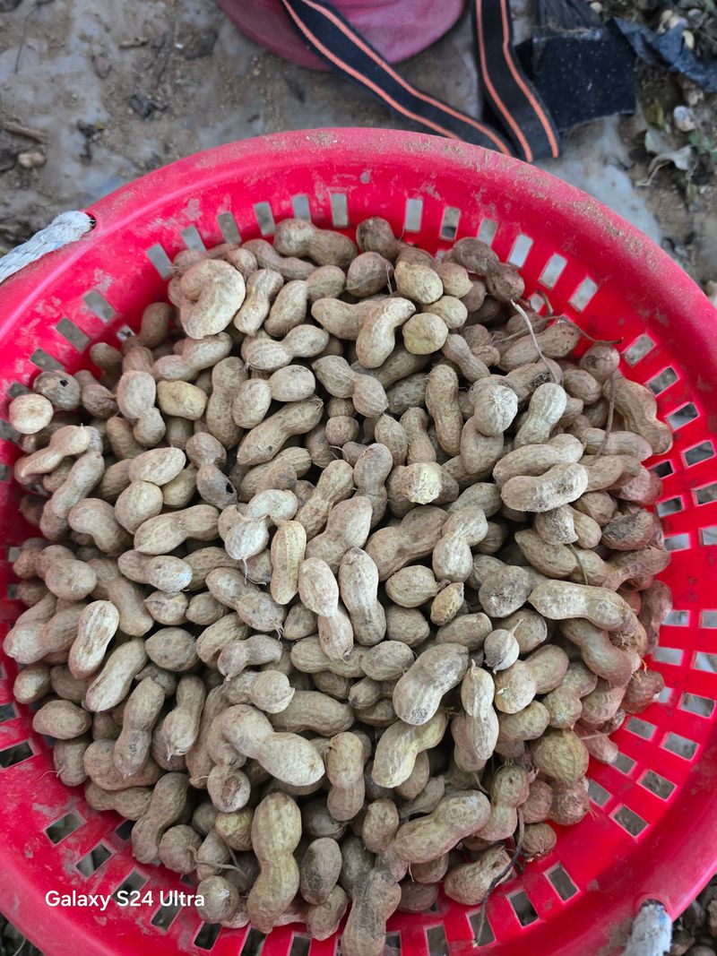 장터 상품 [피땅콩1kg] 썸네일