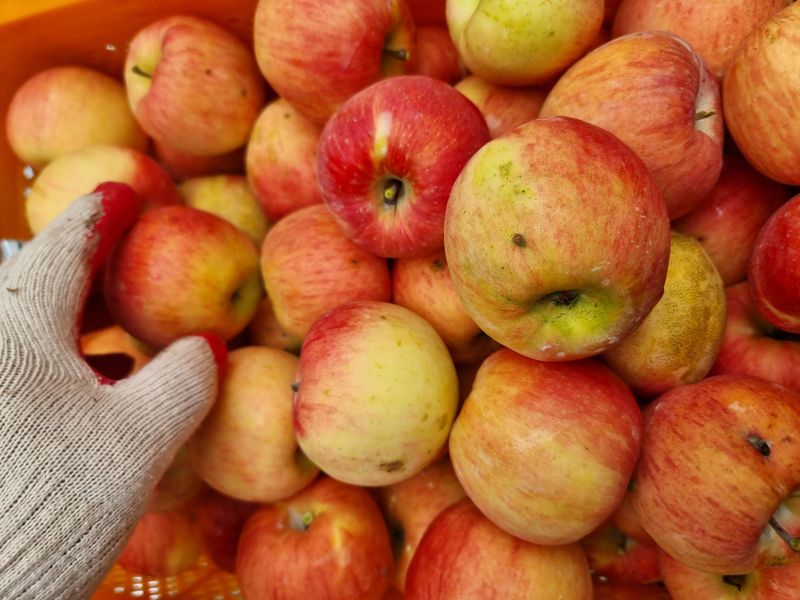 호랑이와인성이님의 장터 판매 상품 [봉화 사과즙 ] 첨부 사진
