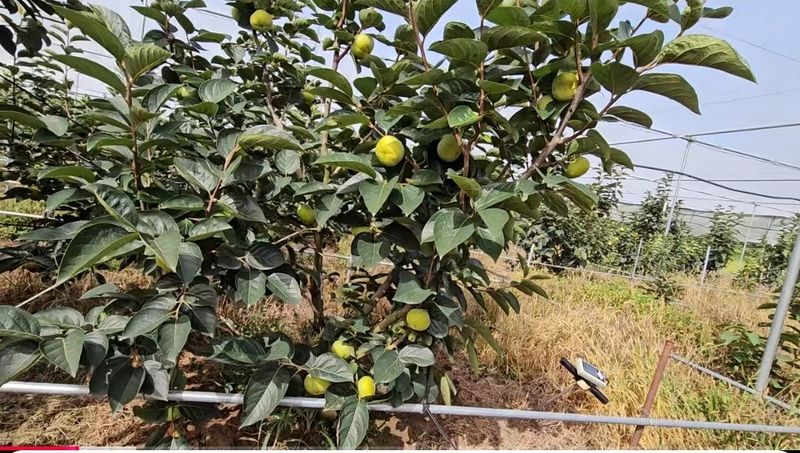 사랑꽃농장님의 장터 판매 상품 [대과)태추 단감2.5kg(9과 내외)] 첨부 사진