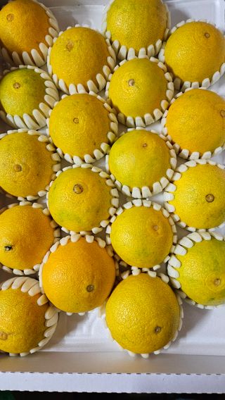 고강농원 강영자님의 작성글 사진