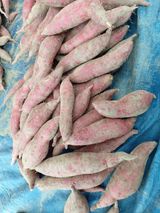 팜모닝 자유주제·자유게시판 게시글 이미지