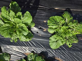 텃밭입문님의 농사, 무엇이든 물어보세요! · 참여글 작성글 사진