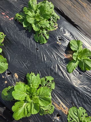 텃밭입문님의 농사, 무엇이든 물어보세요! · 참여글 작성글 사진