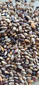 팜모닝 콩·커리큘럼 게시글 이미지