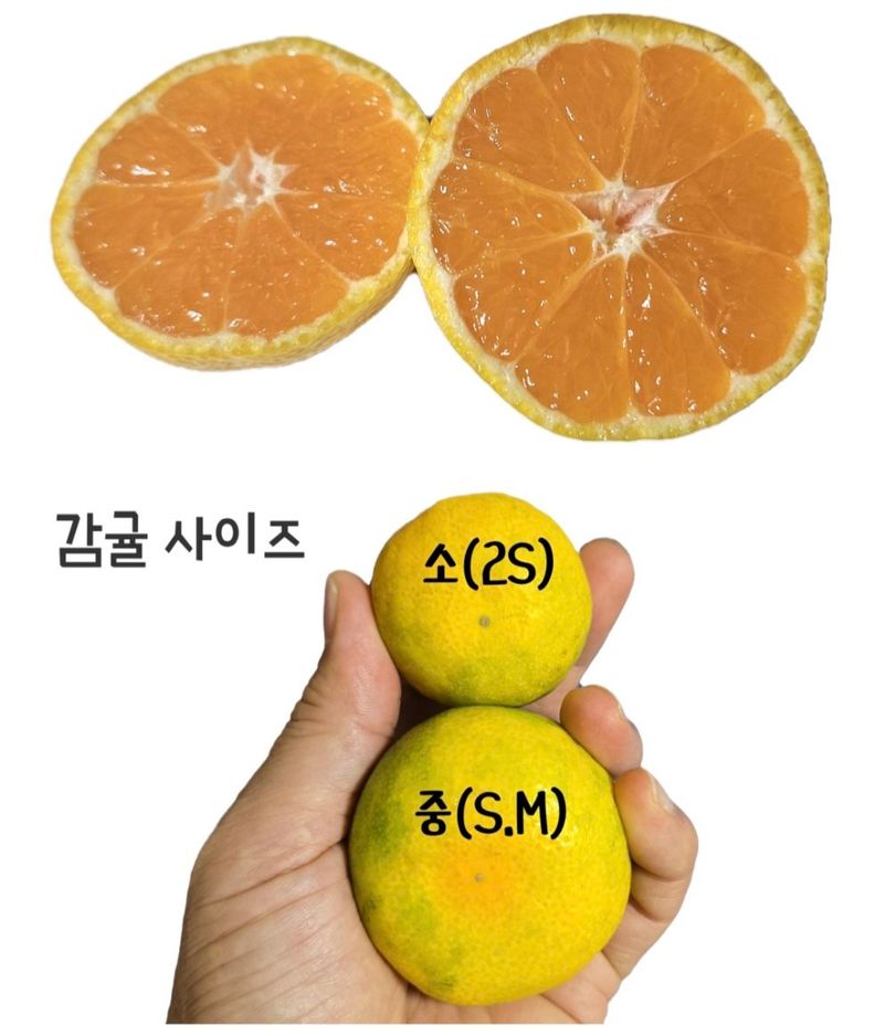 농수사님의 장터 판매 상품 [제주 서귀포 감귤 3키로 산지무료직송] 첨부 사진