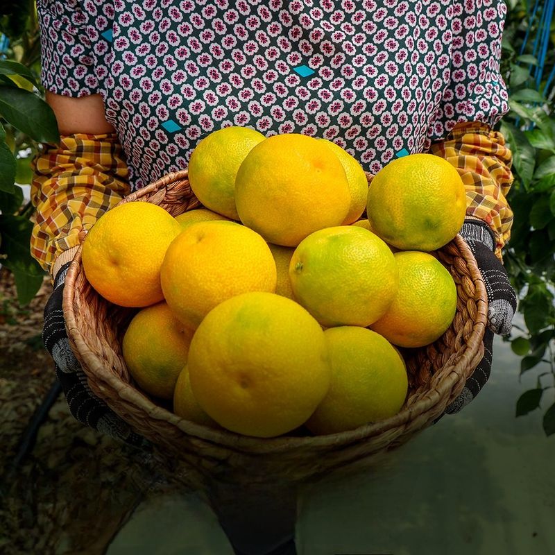 양애숙님의 장터 판매 상품 [추석선물황금향 2.5kg] 첨부 사진