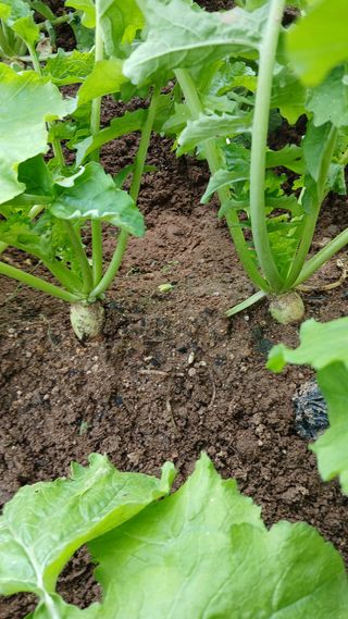 초보텃밭님의 자유주제 · 자유게시판 작성글 사진