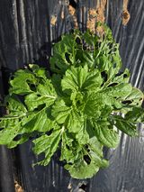 팜모닝 농사, 무엇이든 물어보세요!·참여글 게시글 이미지