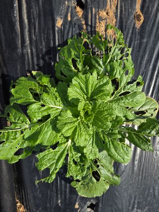 텃밭입문님의 농사, 무엇이든 물어보세요! · 참여글 작성글 사진