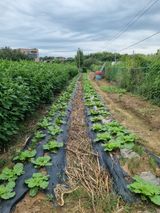 팜모닝 자유주제·자유게시판 게시글 이미지