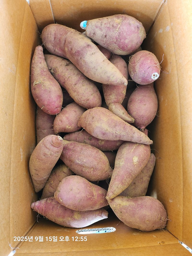 장터 상품 [꿀고구마10KG] 썸네일