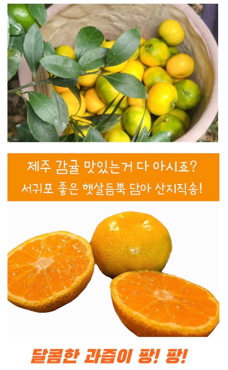 농수사님의 장터 판매 상품 [제주 서귀포 감귤 3키로 산지무료직송] 첨부 사진