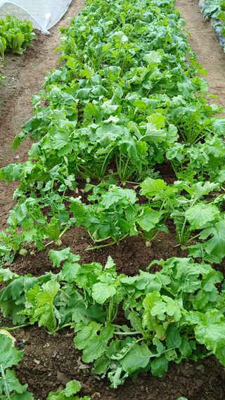 초보텃밭님의 자유주제 · 자유게시판 작성글 사진