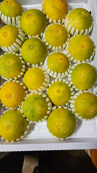 고강농원 강영자님의 작성글 사진