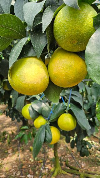 고강농원 강영자님의 작성글 사진