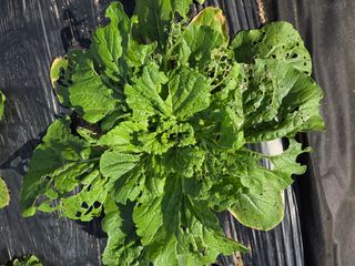 텃밭입문님의 농사, 무엇이든 물어보세요! · 참여글 작성글 사진