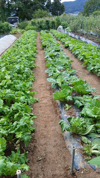 초보텃밭님의 자유주제 · 자유게시판 작성글 사진