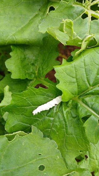 초보텃밭님의 자유주제 · 자유게시판 작성글 사진