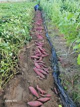 팜모닝 자유주제·사진전 게시글 이미지