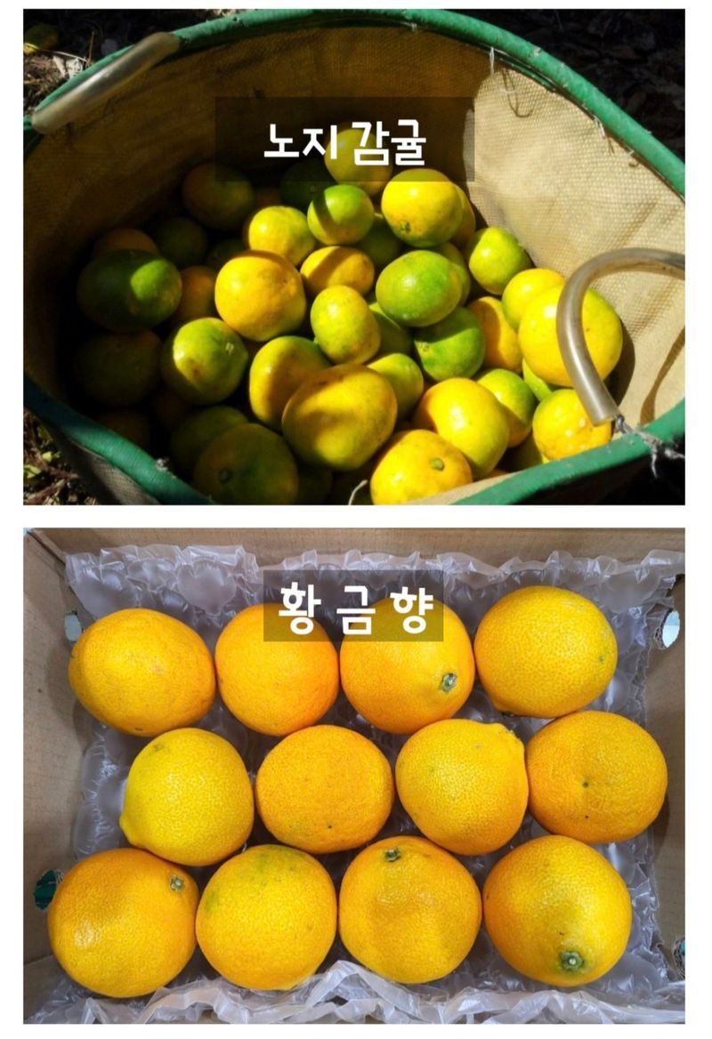 농수사님의 장터 판매 상품 [제주 서귀포 감귤 3키로 산지무료직송] 첨부 사진