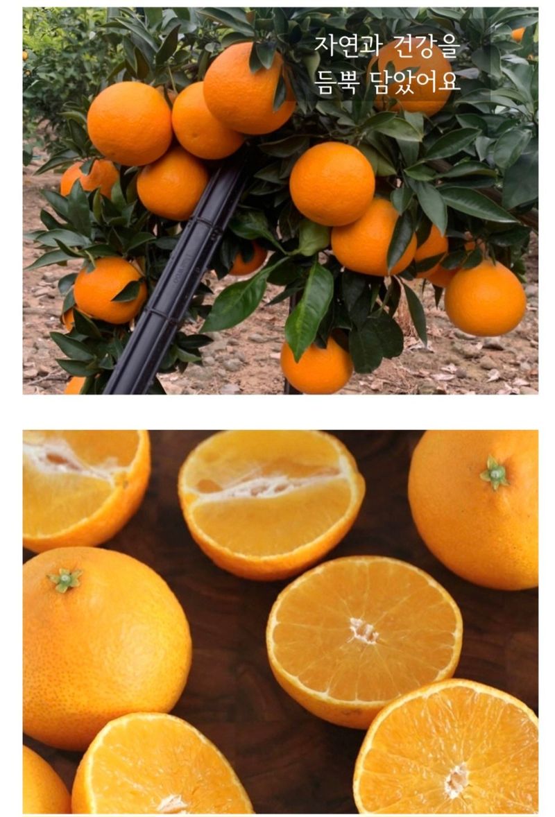 농수사님의 장터 판매 상품 [제주 서귀포 감귤 3키로 산지무료직송] 첨부 사진