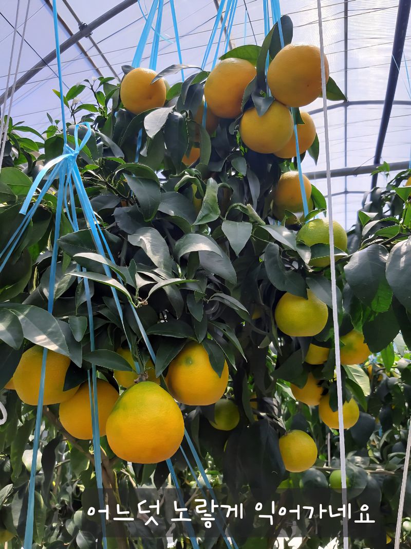 양애숙님의 장터 판매 상품 [추석선물황금향 2.5kg] 첨부 사진