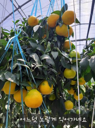 양애숙님의 작성글 사진