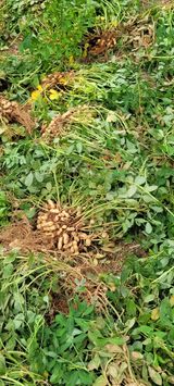 팜모닝 자유주제·자유게시판 게시글 이미지