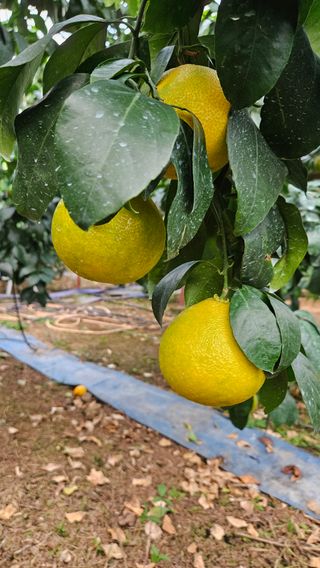 고강농원 강영자님의 작성글 사진