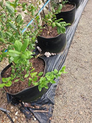 고추18330님의 자유주제 · 자유게시판 작성글 사진