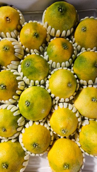 고강농원 강영자님의 자유주제 · 사진전 작성글 사진