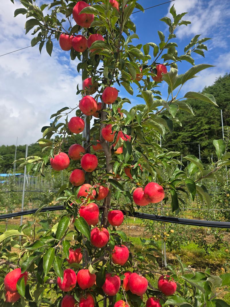 사과청일농원🍎님의 장터 판매 상품 [경북 청송 햇홍로 5kg 정품밎흠집 단체주문시할인] 첨부 사진