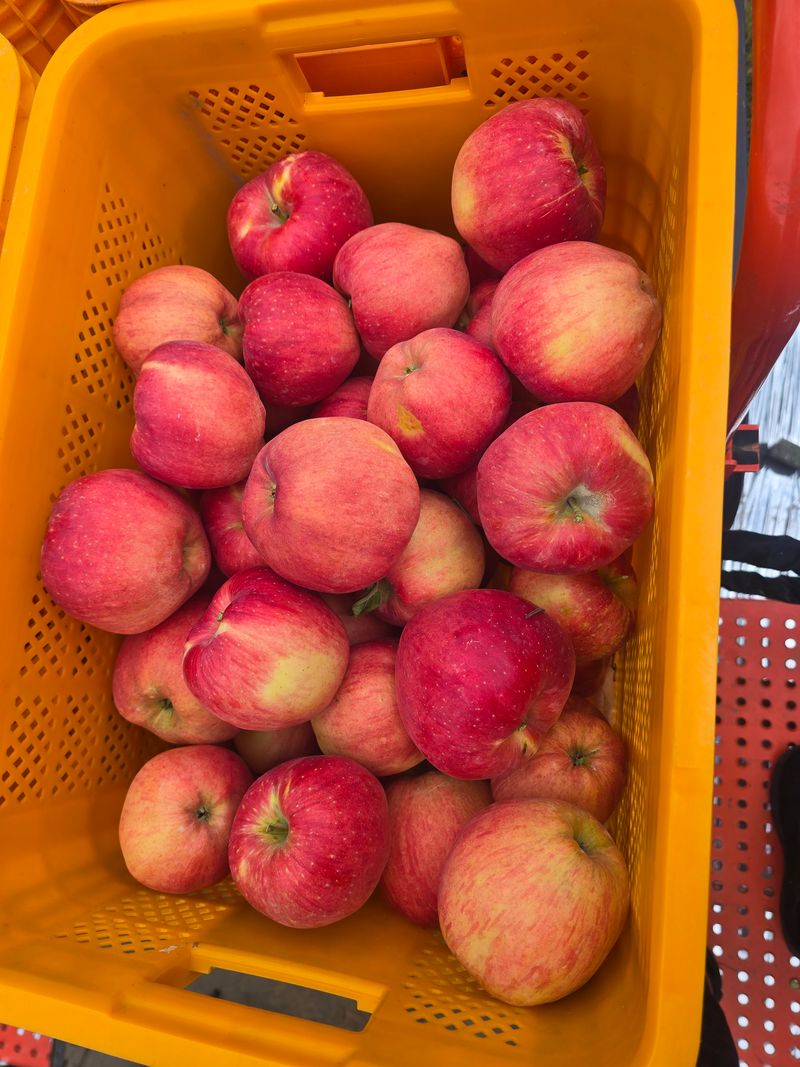 사과청일농원🍎님의 장터 판매 상품 [경북 청송 햇홍로 5kg 정품밎흠집 단체주문시할인] 첨부 사진