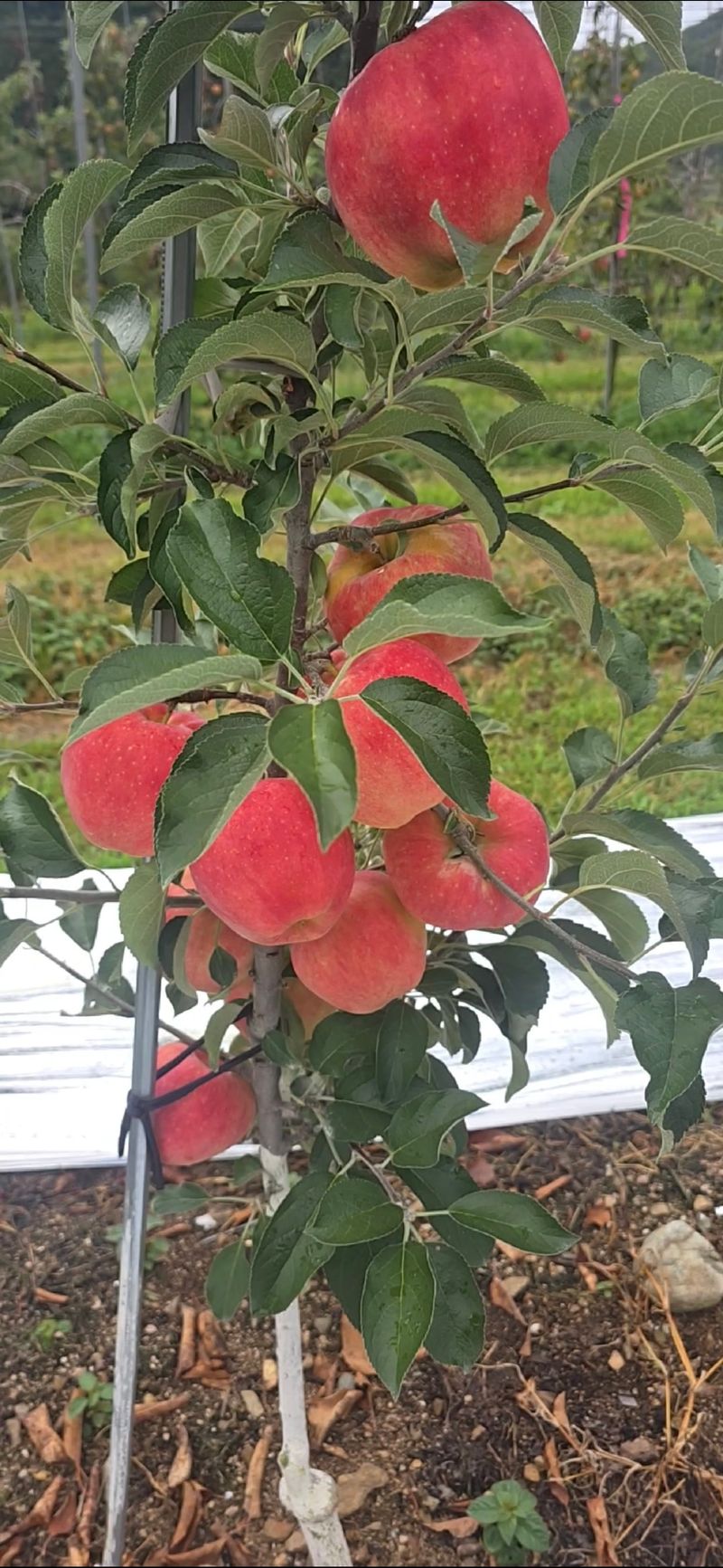 사과청일농원🍎님의 장터 판매 상품 [경북 청송 햇홍로 5kg 정품밎흠집 단체주문시할인] 첨부 사진