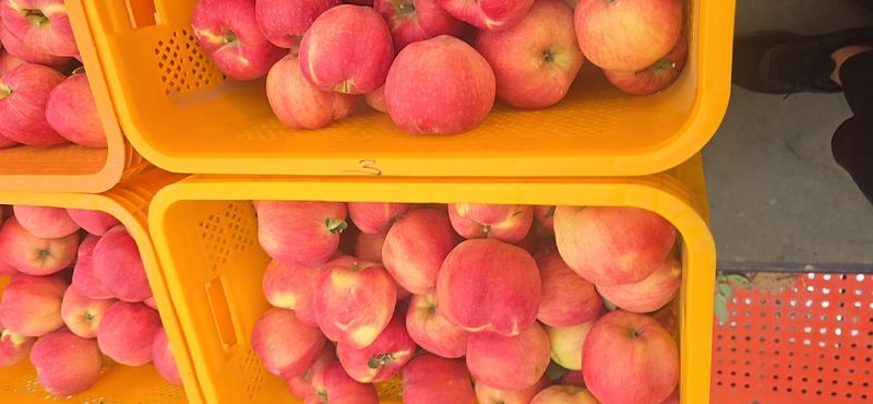 사과청일농원🍎님의 장터 판매 상품 [경북 청송 햇홍로 5kg 정품밎흠집 단체주문시할인] 첨부 사진