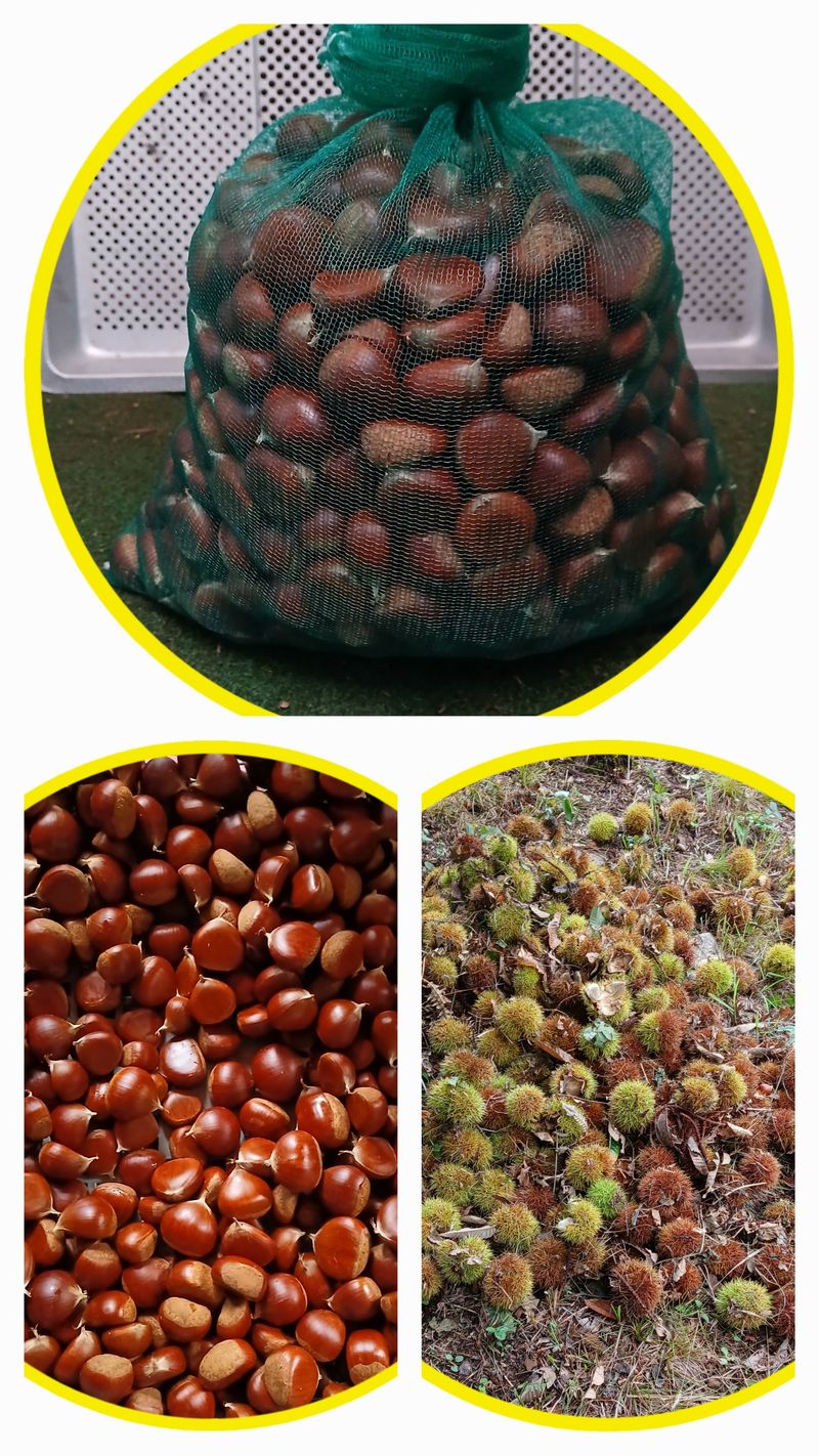 인생은 소풍처럼님의 장터 판매 상품 [토종밤1키로 마감] 첨부 사진