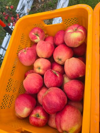 사과청일농원🍎님의 작성글 사진