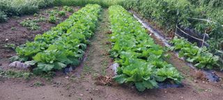 낙엽교목류15665님의 자유주제 · 자유게시판 작성글 사진