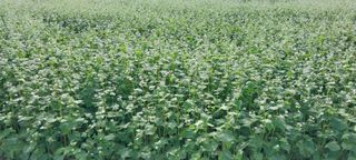 낙엽교목류15665님의 자유주제 · 자유게시판 작성글 사진