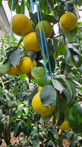 고강농원 강영자님의 자유주제 · 사진전 작성글 사진