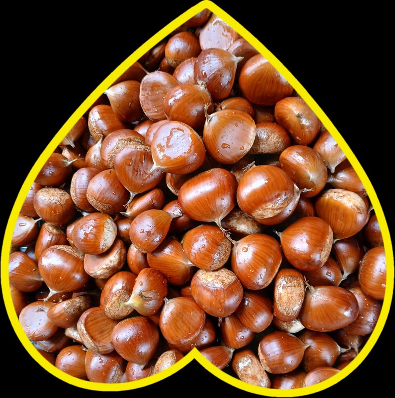 장터 상품 [토종밤1키로 마감] 썸네일