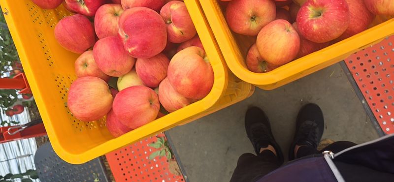 사과청일농원🍎님의 장터 판매 상품 [경북 청송 햇홍로 5kg 정품밎흠집 단체주문시할인] 첨부 사진